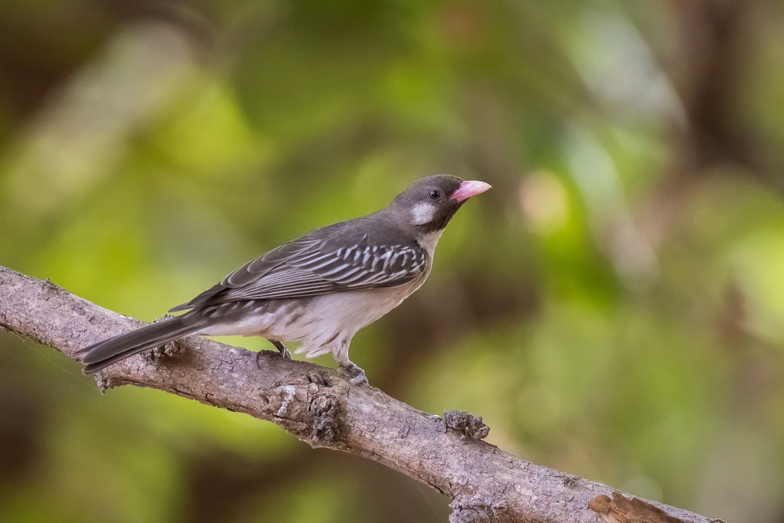 image Greater Honeyguide